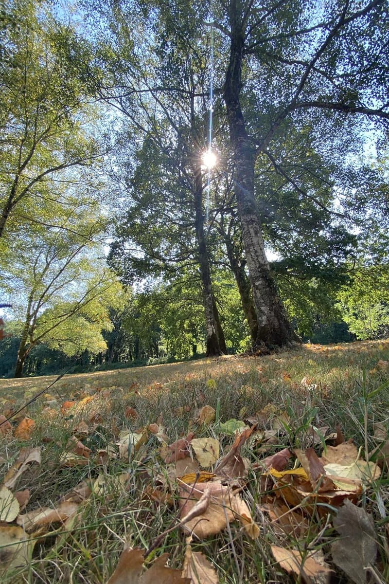 Naturaleza y calma en el centro de psicología de Ana Saavedra en Lugo