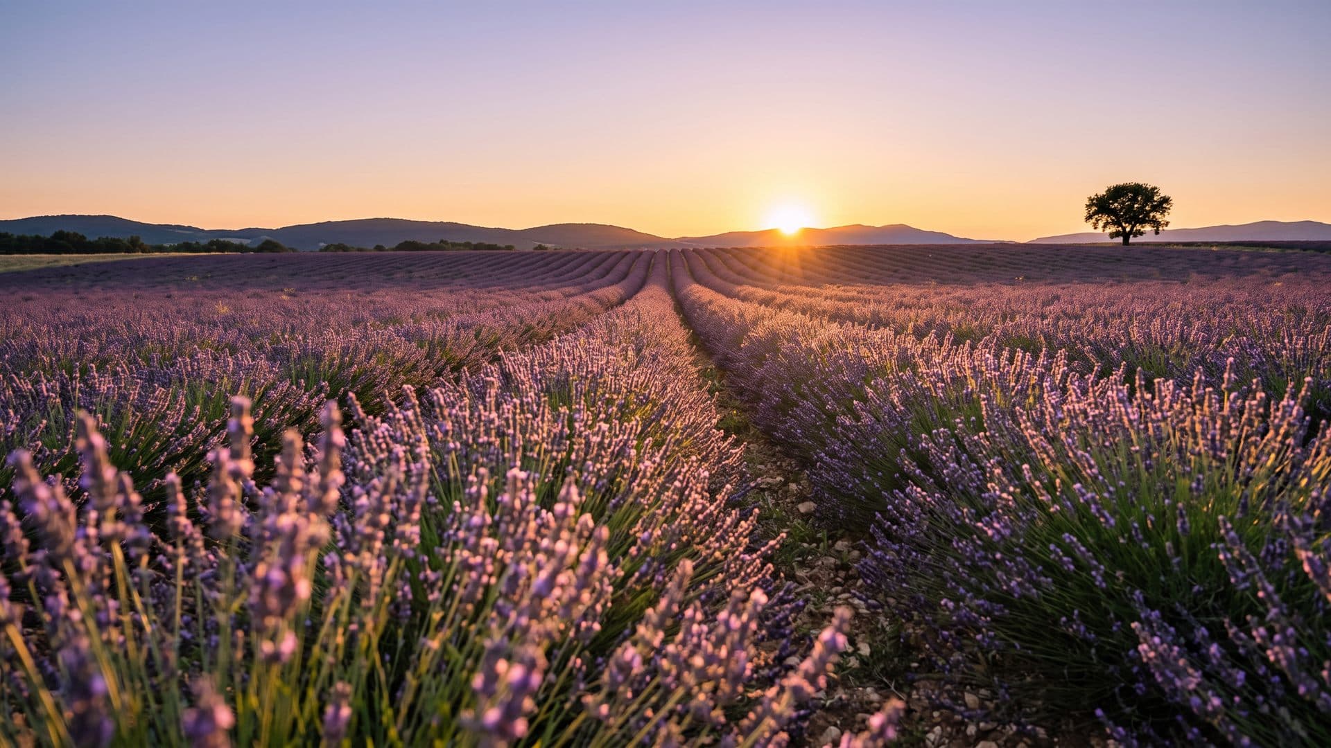 Campo de lavanda al atardecer, primera consulta de psicología en Lugo